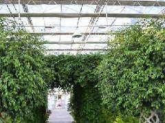 海南規(guī)劃花卉苗木產業(yè)：選育自主知識產權花卉新品種